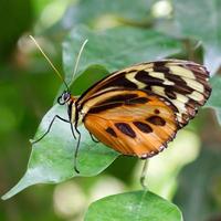 großer Tigerschmetterling foto