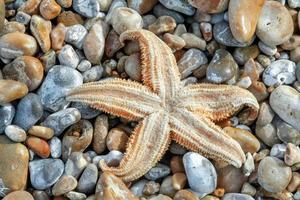 Gewöhnlicher Seestern, der bei Dungeness an Land gespült wurde foto