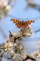 Komma-Schmetterling, der sich von Blüten ernährt foto