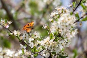 Komma-Schmetterling, der sich von Baumblüten ernährt foto
