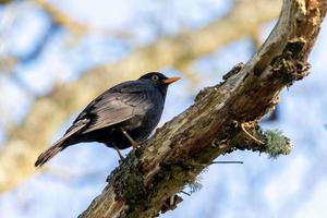 männliche Amsel, die auf einem toten Baum hockt foto