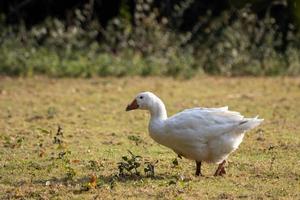 domestizierte weiße Gans, die über die Weide wandert foto