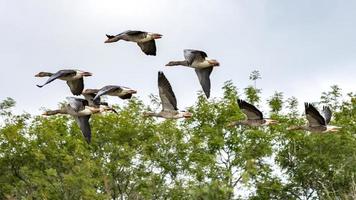 Graugänse, die über ein kürzlich abgeerntetes Weizenfeld fliegen foto