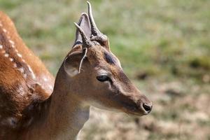 junger Bock Damhirsch im Sonnenschein stehen foto