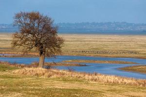 Elmley Marshes in goldene Januarsonne getaucht foto