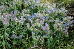 Blueweed wächst wild in der Toskana foto