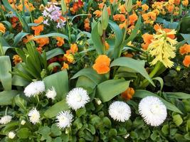 buntes Blumenbeet in East Grinstead foto