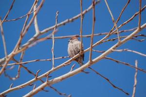 kleiner Vogel sitzt im zeitigen Frühjahr auf Ästen. foto