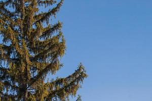 weitläufige Fichtenzweige gegen den blauen Himmel. foto