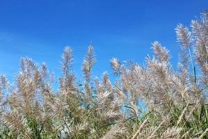 Grasblumen mit Hintergrund des blauen Himmels. foto