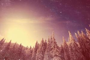 magischer Winter schneebedeckter Baum foto
