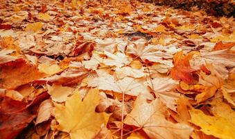 bunte Herbstblätter foto