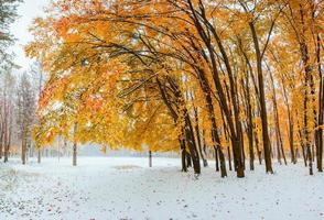 erster Schnee im Wald foto