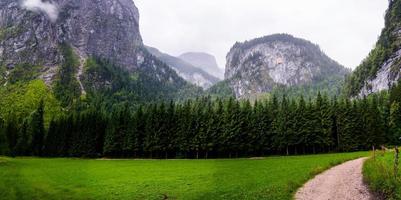 Feldweg und Kiefernwald foto