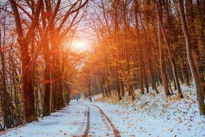 erster Schnee im Wald. foto