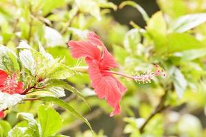 Hibiskus ist eine Gattung von Blütenpflanzen aus der Familie der Malvengewächse, Malvaceae. foto