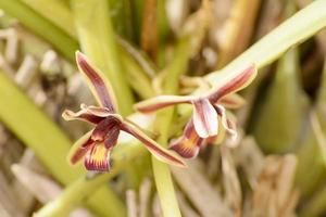 Cymbidium aloifolium mit der Verbreitung der Arten in Südostasien. epiphytische Orchidee thront mehr in den Bäumen. foto