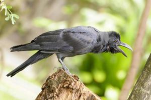 Krähe oder Korvus sind die schwarzen Vögel, zu denen sie fliegen. foto