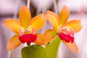 Cattleya ist eine Gattung von 113 Orchideenarten von Costa Rica und den Antillen im Süden bis nach Argentinien. foto