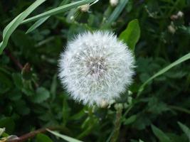 Löwenzahn. Blume. die Schönheit der Natur foto