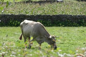 Galizische Kühe auf grünen Wiesen foto