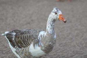 gebeizte Gans im Bauernhof foto