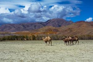 Kamelherde in Steppenlandschaft foto