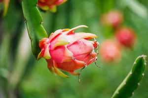 Drachenfrucht im Garten foto