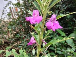 lila Blumen im Hof foto