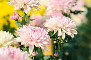 weiße und kleine lila Chrysanthemenblüte foto