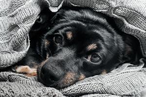 Süßer Hund in einem Plaid, der in die Kamera schaut foto