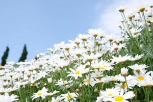 weiße Blüten mit klar blauem Himmel. foto