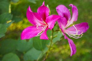 rosa blumen schön blühendes weiches licht im garten foto