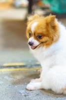 pommerscher hund, der auf dem betonboden sitzt
