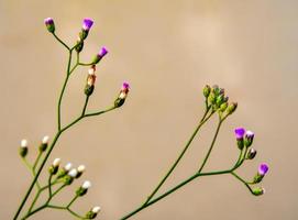 kleine Eisenkrautblume neben dem Kanal foto