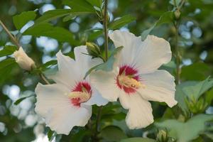 hibiskus syrische oder chinesische rose, blumen der familie der malvaceae. T. blühender Strauch mit Hibiskusblüten. foto