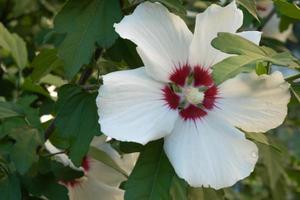 hibiskus syrische oder chinesische rose, blumen der familie der malvaceae. T. blühender Strauch mit Hibiskusblüten. foto