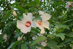 hibiskus syrische oder chinesische rose, blumen der familie der malvaceae. T. blühender Strauch mit Hibiskusblüten. foto