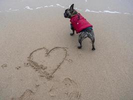 Verschwommene gestromte französische Bulldogge, die in der Nähe von Hand steht und Herzform am Strand schreibt foto