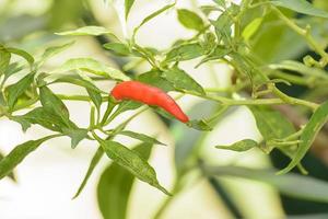 Chili auf einem Baum foto