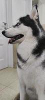 Husky-Hund, der auf den Besitzer wartet, schaut auf die Tür foto