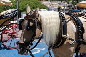 mijas, andalusien, spanien, 2017. pferd und kutsche foto