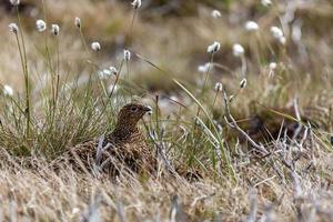 weibliches Moorhuhn, das auf ihrem Nest sitzt foto