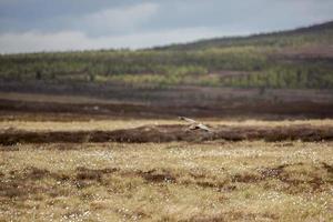 eurasischer brachvogel, der über schottisches moorland fliegt foto