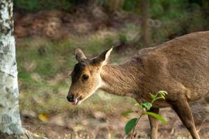 Natürliche Hirsche im Naturschutzgebiet Thung Kramang, Provinz Chaiyaphum, Thailand foto