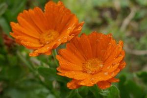 Regentropfen auf orangefarbenen Gänseblümchen foto