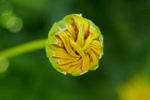 Gelbes Gänseblümchen kurz vor der Blüte foto