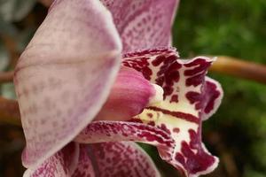 kastanienbraune und weiße Orchideen foto