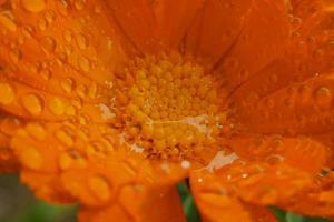 Regentropfen auf orangefarbenen Gänseblümchen foto