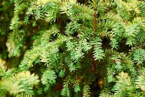 immergrünes Laub der europäischen Eibe aus nächster Nähe, Taxus baccata-Baum, grüne immergrüne Äste foto